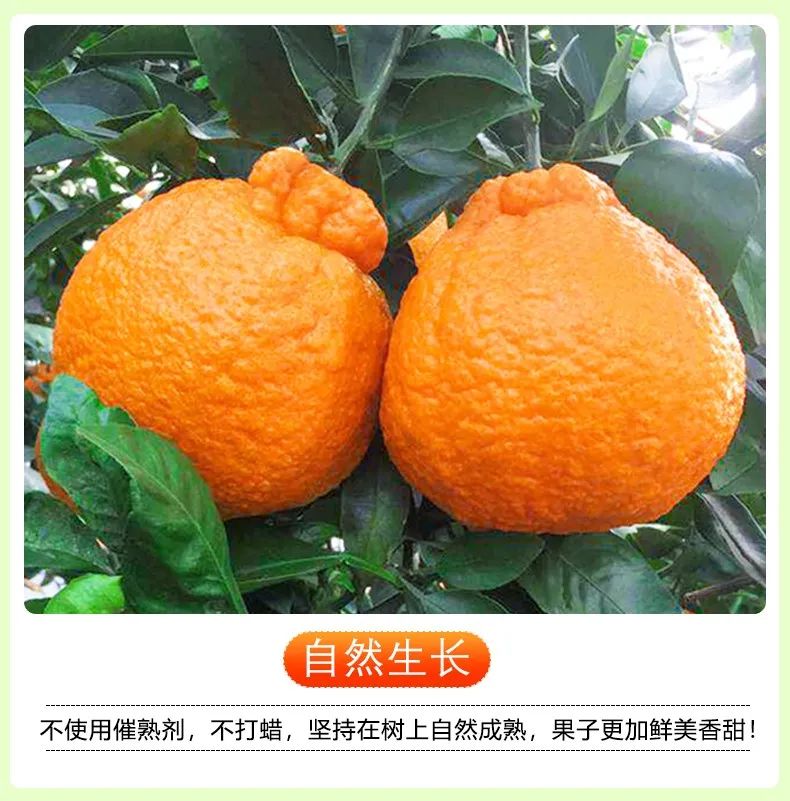 【千千生鲜丨国家地理标志产品-四川不知火丑橘】“柑橘皇后”,好吃不上火!仅29.9元=净重8.5-9斤抢价值79元不知火丑橘!一口爆汁,肉质鲜嫩,爽口化渣!