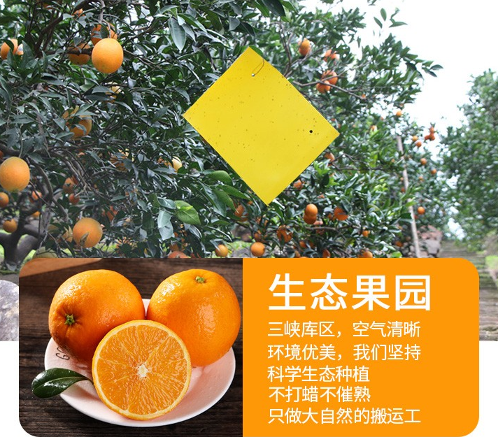 【可以“喝”的橙子】肉脆汁多,香味浓郁!19.9元=大果净重5斤,抢49元【秭归脐橙】产地现摘现发!皮薄肉厚、口感清甜多汁~