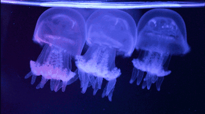 【秦淮区|无需预约|水母王国】人气海洋水母馆!仅28元