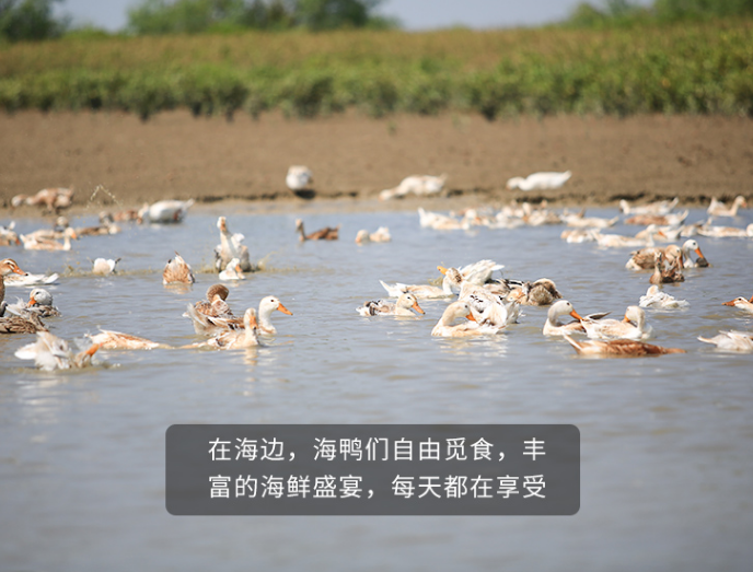 【千千生鲜年货必备】【一戳就流油丨鲜美程度堪比蟹黄】仅19.9元=20枚装抢价值49.9元的旦尚皇海鸭蛋!来自广西特产-海鸭蛋!个大饱满,细腻沙软~轻咬一口,唇齿生香,美味面前,无人能挡!