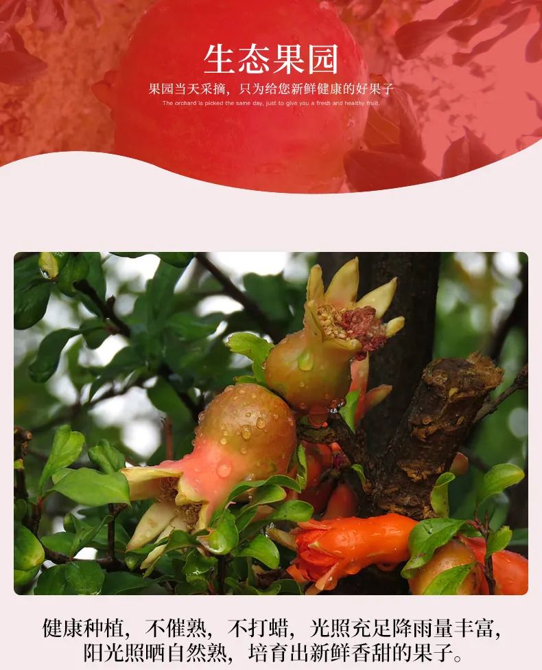【今年最后一批会理石榴 |可以喝的“雅诗兰黛”,吃1个=1次皮肤保养】仅29.9元=5斤抢门市价39.9元会理突尼斯软籽石榴,汁多味甜,一口爆汁,公认的美容养颜佳果~