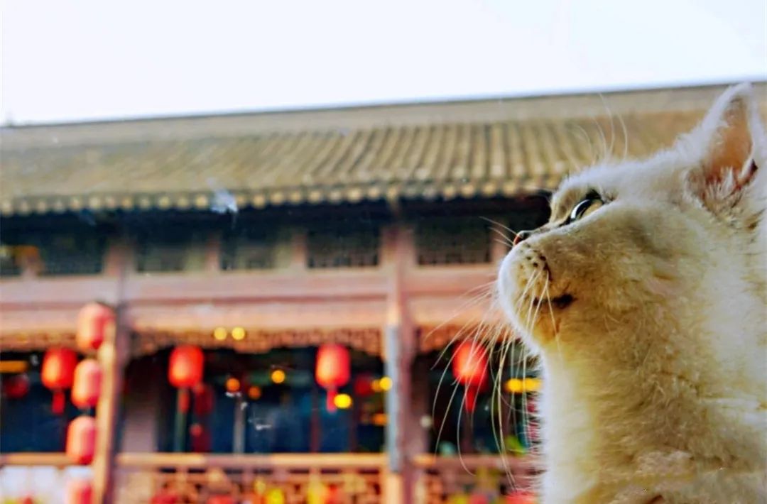 【无需预约·初见猫咪】撸猫的乐趣谁能拒绝!仅需19.9/29.9元即可享门市价136/186元双人撸猫门票/撸猫门票饮料套餐,双人撸猫门票两张+桌游区、电玩区(PS4、任天堂switch)畅玩一个半小时+猫零食一份