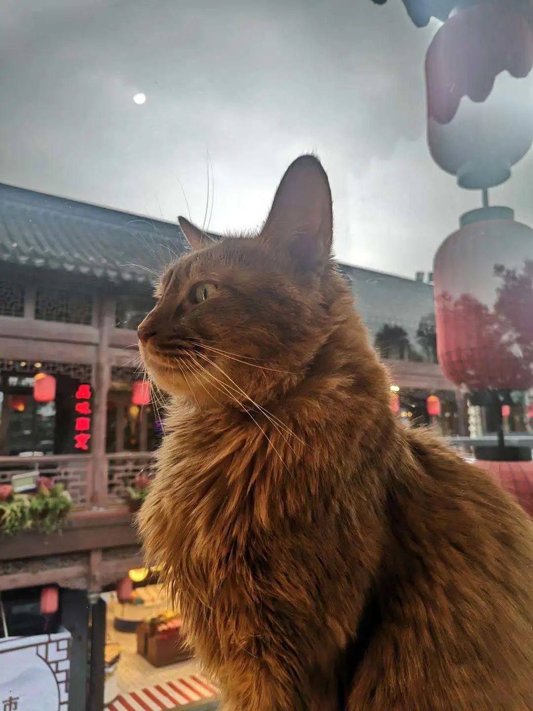 【无需预约·初见猫咪】撸猫的乐趣谁能拒绝!仅需19.9/29.9元即可享门市价136/186元双人撸猫门票/撸猫门票饮料套餐,双人撸猫门票两张+桌游区、电玩区(PS4、任天堂switch)畅玩一个半小时+猫零食一份