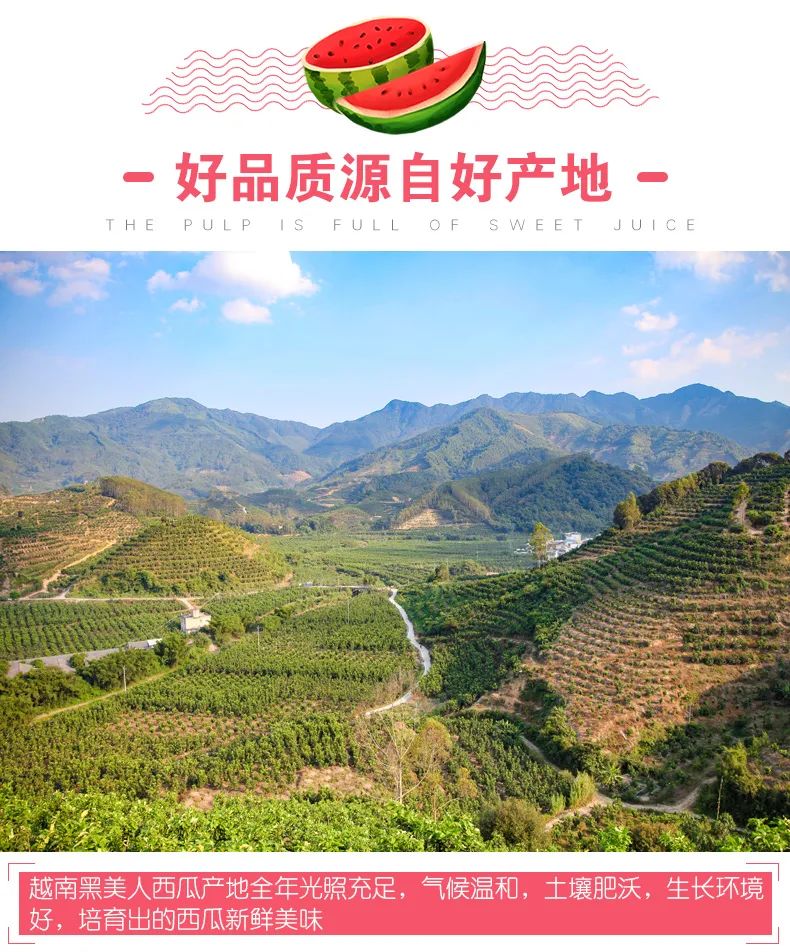 【千千生鲜】【“瓜中美人”来啦|果汁丰盈,鲜食清新】仅39.9元=8-10斤抢门市价89.9元越南黑美人西瓜2个装,瓜瓤饱满,沁甜入喉~