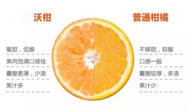【千千生鲜 | 柑中贵族】水果界的“甜水炸弹”!19.9元/29.9元=(净重)5斤/8斤抢【沃柑】,皮薄肉嫩,一口爆汁,甜上心头!