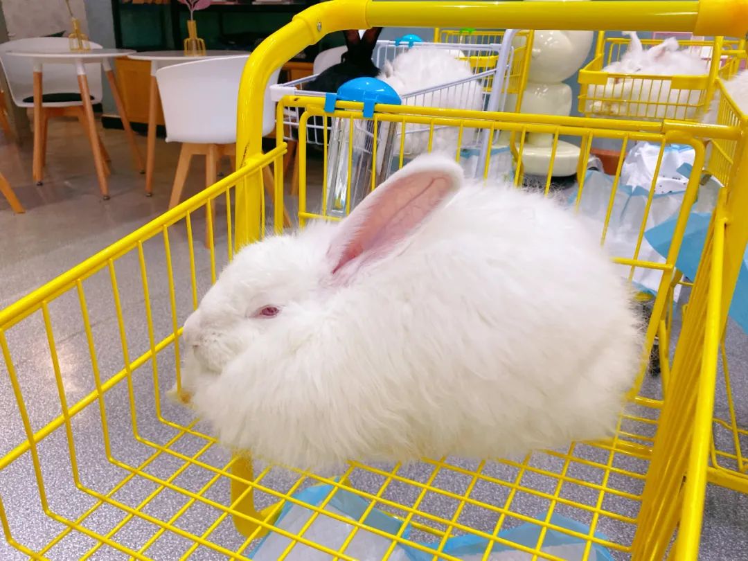萌兔乐园体验馆以黄橙色调为主 每一只安哥拉巨兔都需店员推车