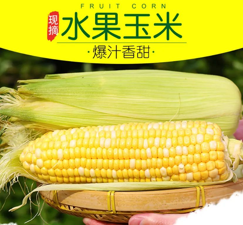 鲜!甜!脆!嫩!颗颗爆甜浆的云南水果玉米王!可以生吃的新鲜水果玉米(保温袋+保鲜膜6-10根)净重4.5-4.8斤仅29.9/32.9元~