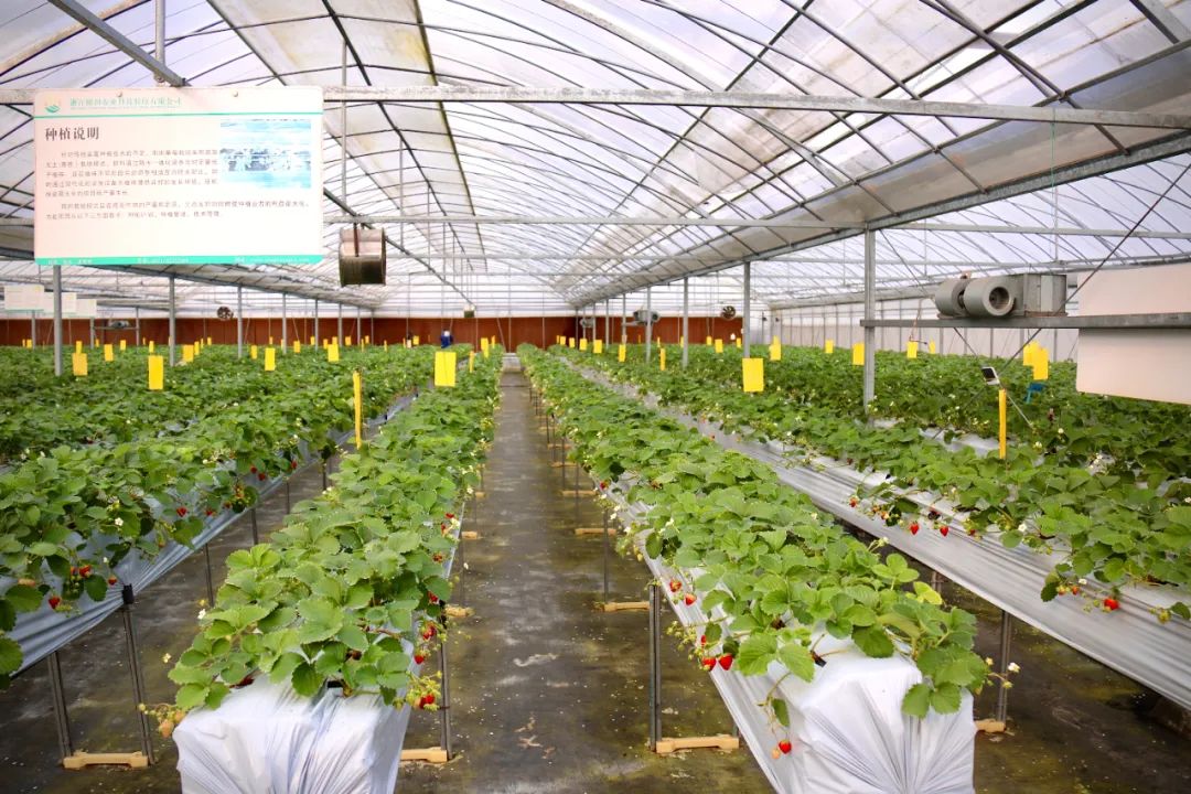 【杭州天域开元观堂】春节通用,不出杭州领略:摘草莓,写对联,舞龙祈愿,射箭游湖,逛吴越集市,感受年味十足的原生态度假体验!仅499元抢门市价2439元山景露台房(大/双床)1间夜!领略吴越文化,参与春节活动,实现草莓自由!