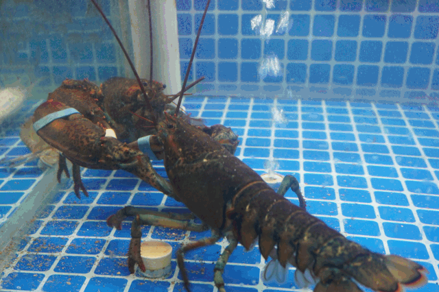 小波龙动图gif.gif