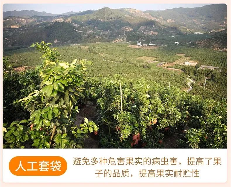 【千千生鲜】果肉饱满,果粒充盈水嫩,富含超多VC!29.9元=大果5斤,39.9元=大果9斤,抢【正宗四川不知火丑橘】,原产直达,品质保证!