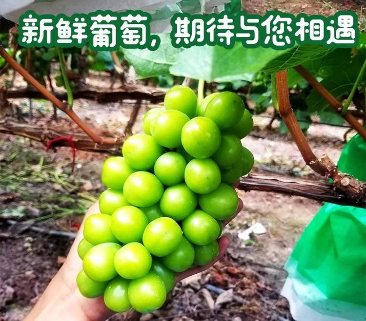 真的值!全球最顶级的阳光玫瑰葡萄:"晴王"】3斤一级果仅需99.9元!