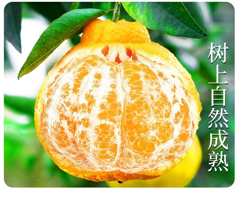 【千千生鲜携手产地直发】2021年百万补贴钜惠消费者~天然维生素 C 的春见耙耙柑!仅28.8元=净重4.8-5.2斤,规格:8-12个~口口爆汁,甜如初恋,解腻还不上火