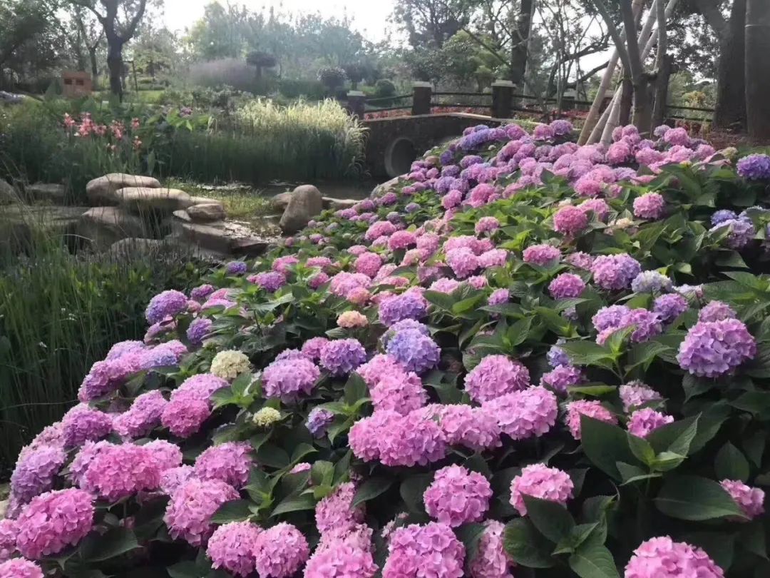 【南京三叶梦华苑|春日游赏之旅】39.9/69.9元抢门市价68/136元单双人亲子门票!赏梅,赏石,赏花香!超多有趣神秘的打卡点,美得胜似人间仙境一般~
