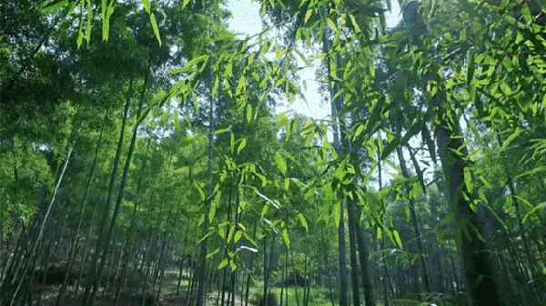 莫干山|周末元旦通用不加价!火爆莫干山的网红滑梯泳池民宿!仅399元抢门市价1299元【美程里酒店】特惠住宿套餐!一起在莫干山观雪景~泡温泉~再喝着下午茶一起KTV~