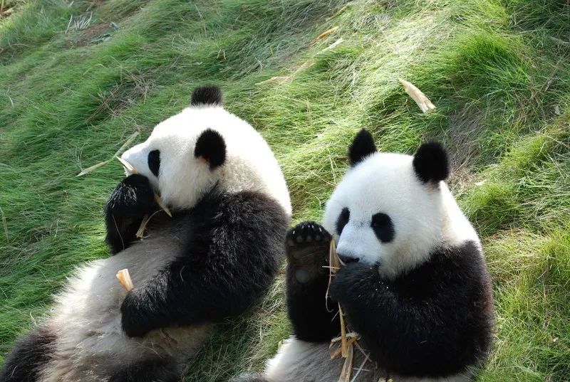 【无需预约·AAAA级景区安吉竹博园·提前购买】春天的第一场风筝节,我在安吉竹博园等你!69元享竹博园风筝节门市价300元亲子套票!一起去竹博园踏青、赏花、春游、风筝节与熊猫嬉戏吧!