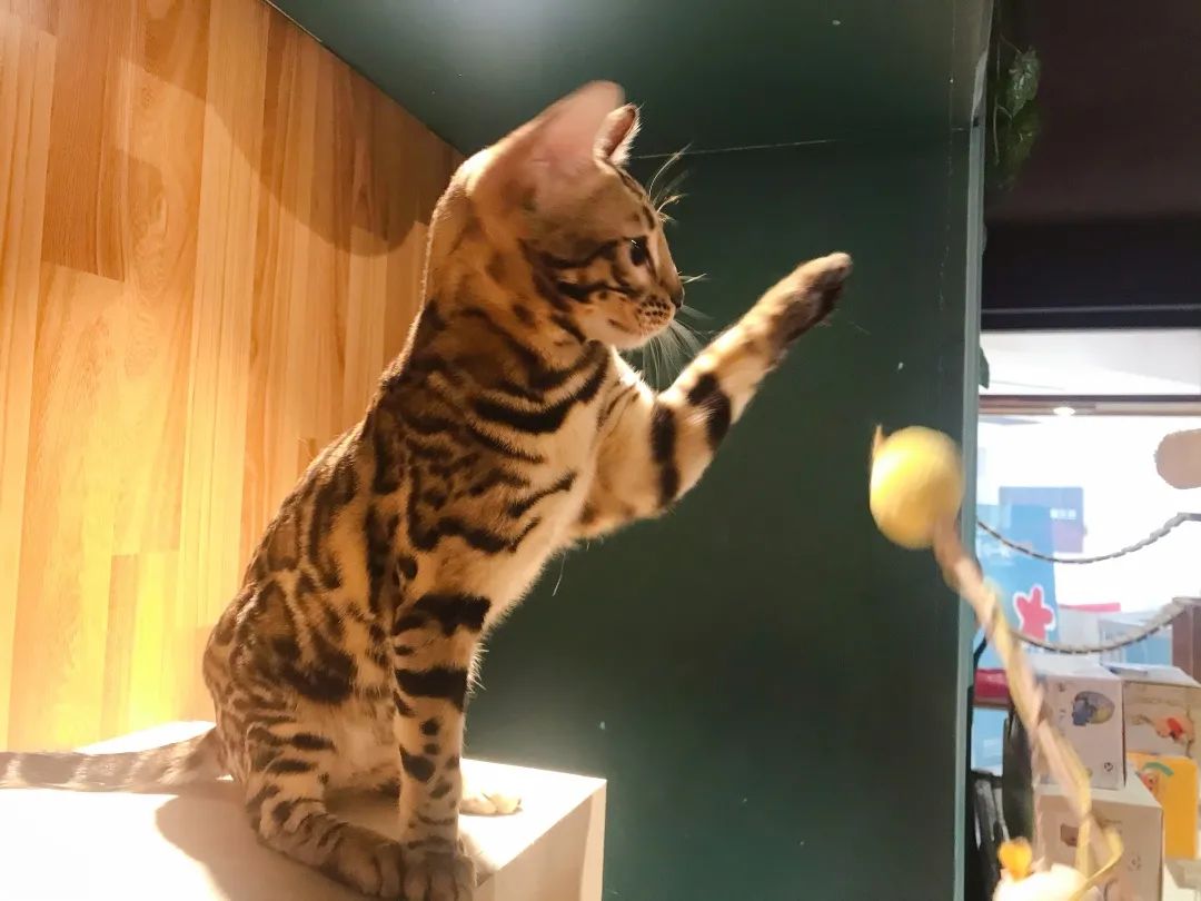 布偶猫专场丨节假日通用 39 9元限时抢购价值9元撸猫套餐 喵的天空の城 撸猫2小时 饮料1杯 可乐一杯 免费逗猫玩具 超大型吸猫现场 布偶宝贝轮番营业 吸猫吸到爽 撩翻你的少女心 芭芭拉